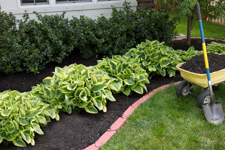 mulch